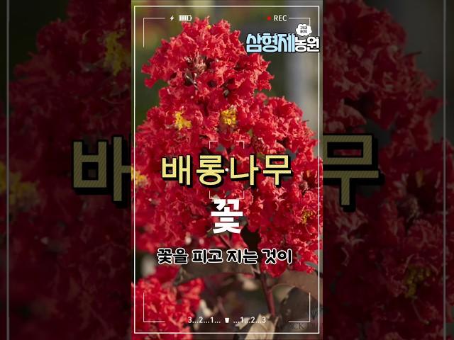 배롱나무꽃 소개합니다. #정원가꾸기 #배롱나무꽃 #배롱나무