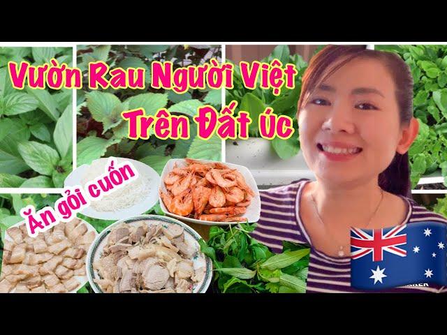 VƯỜN RAU CỦA NGƯỜI VIỆT Ở ÚC RA SAO/ HÁI RAU ĂN GỎI CUỐN TÔM THỊT/ NGƯỜI VIỆT Ở ÚC/ CUỘC SỐNG Ở ÚC