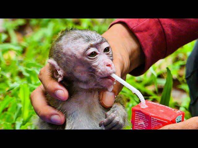 ____FEEDING abandoned monkey more milk & mango while waiting FOR NGO TO pick HIM up 