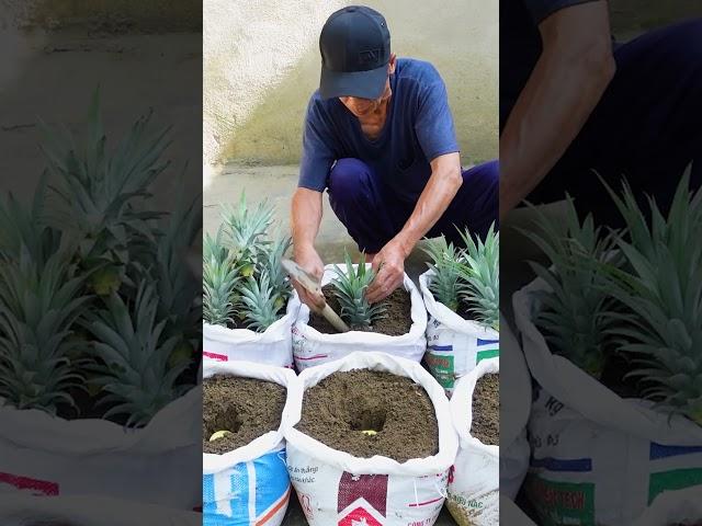 Tips For Growing Pineapple Super Fast From The Tops Discarded, Can't Be Ignored