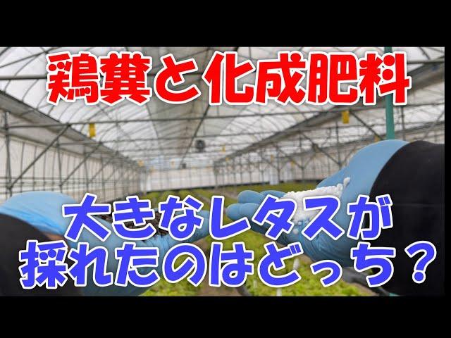 肥料分の50％鶏糞+50％化成　100％化成でどちらが沢山とれたか？