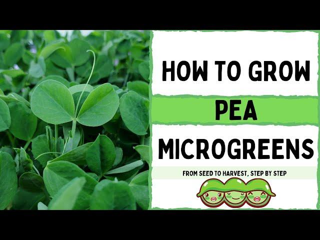How to Grow Pea Microgreens |  Full Walk-through |  Speckled Pea |  On The Grow