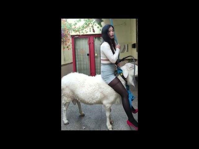 Sheep Riding | Goat Riding | Donkey Riding | Esel Reiten 