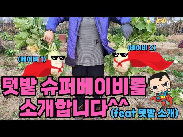 모두싹실험텃밭#텃밭정리#김장배추#왕초보#텃밭소개