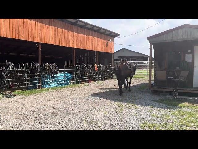 Pending 153- branded 15.1H standardbred gelding $850 Deadline 8/16/24