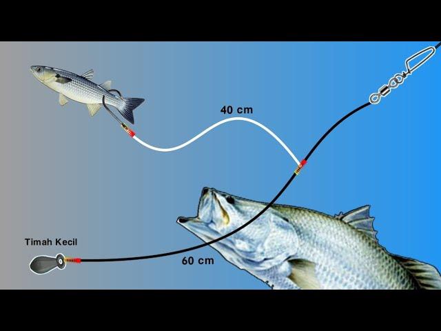 INI DIA !! Rangkaian pancing kakap putih Barramundi Super Ampuh