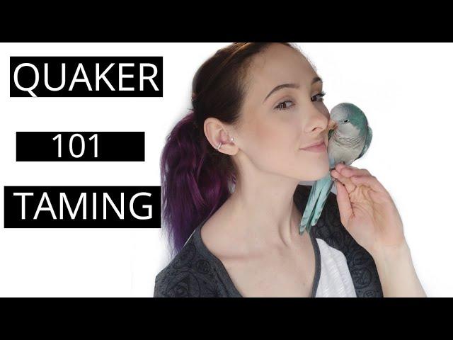 How To Tame and Bond With Your Quaker Parrot | Parrot Tips and Tricks