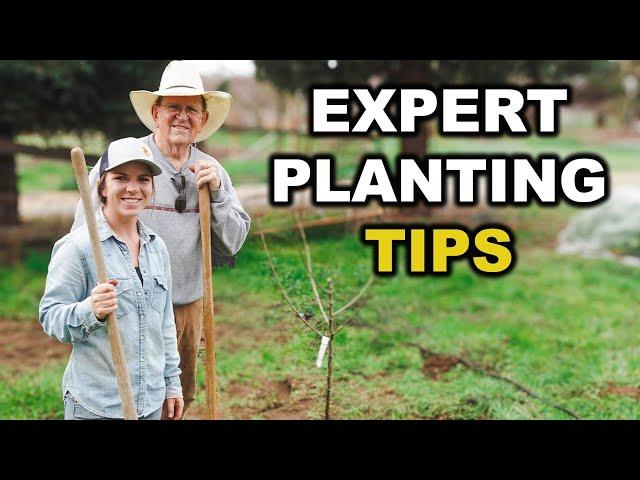 How to Plant Bare Root Fruit Trees Step by Step | Planting, Pruning, & Expert Tips!