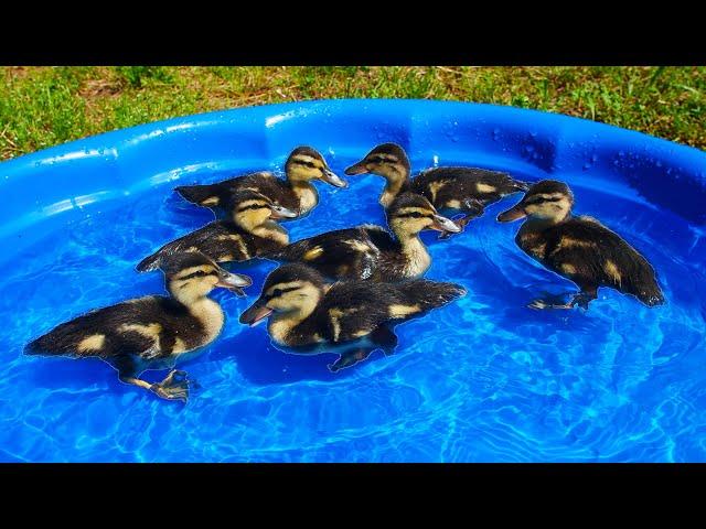 I Got My Ducklings a Kiddie Pool!