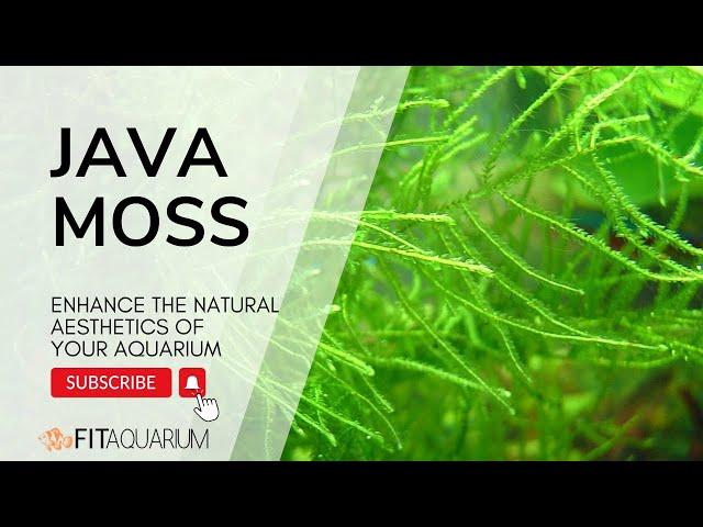 JAVA MOSS