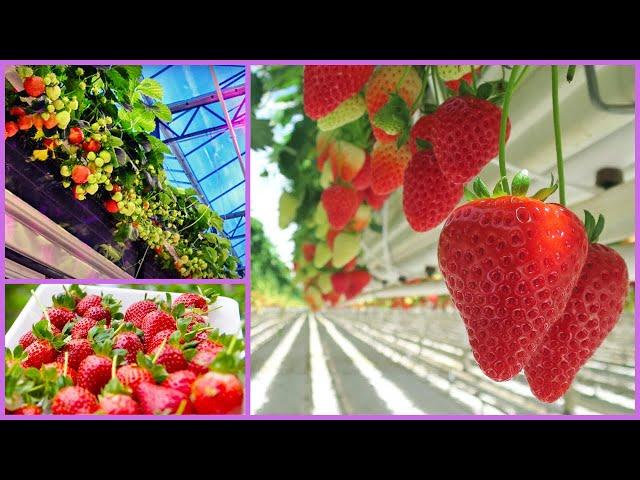 Modern Hydroponic Strawberries Farming | Strawberries Harvest | Modern Agriculture Technology