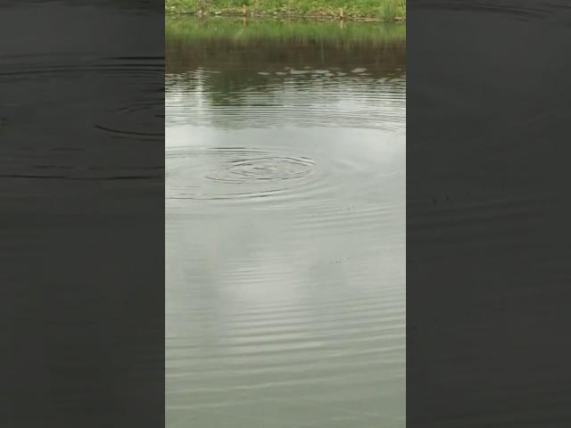 Mud pond grow out 7/24/17