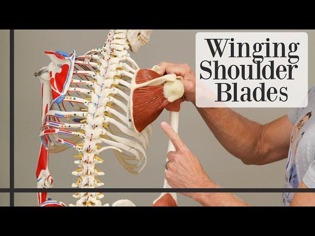 3 Simple Exercises to STOP Winging Shoulder Blades