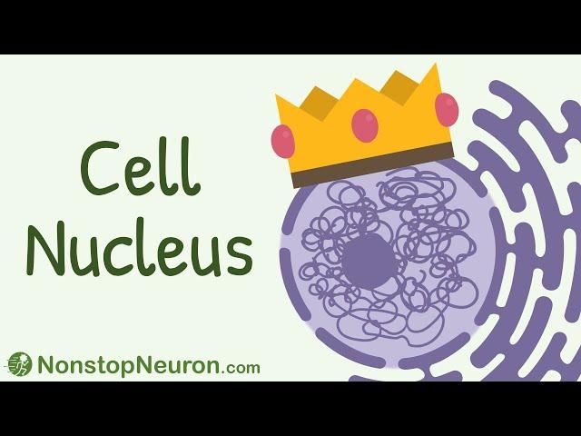 The COMMANDER of the Cell: Cell Nucleus