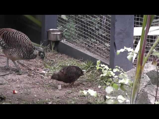 QUAIL Vs. PHEASANT @ The Pheasantasiam (Large Aviary)