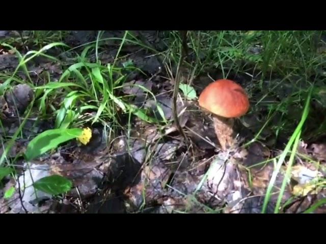 Хождение по грибы . Кайф, всегда бы так 