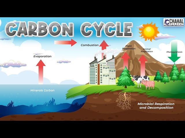 Carbon Cycle for IAS/UPSC Civil Services Exam: Environment Simplified