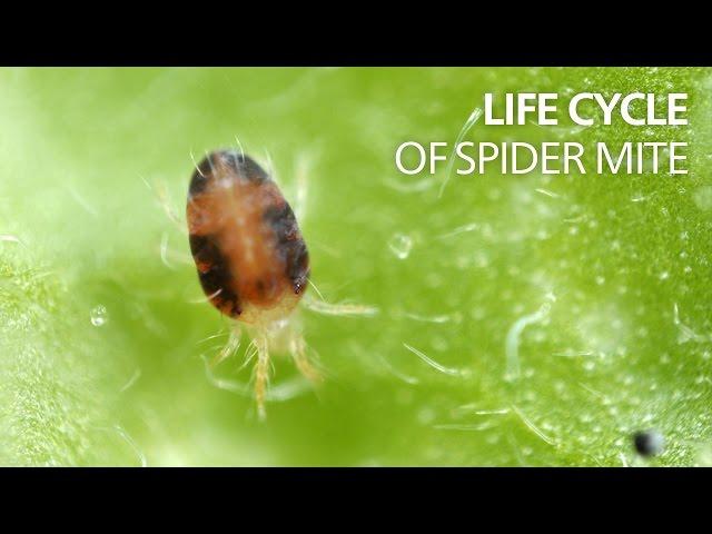 Life cycle of spider mite