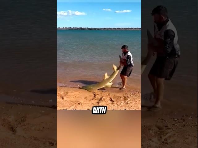 Man helps sawfish back into the sea ️ #shorts