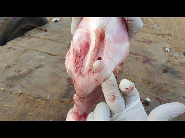 medial patellar desmotomy in cattle buffalo horse |  stringhalt in cattle buffalo | MPD |