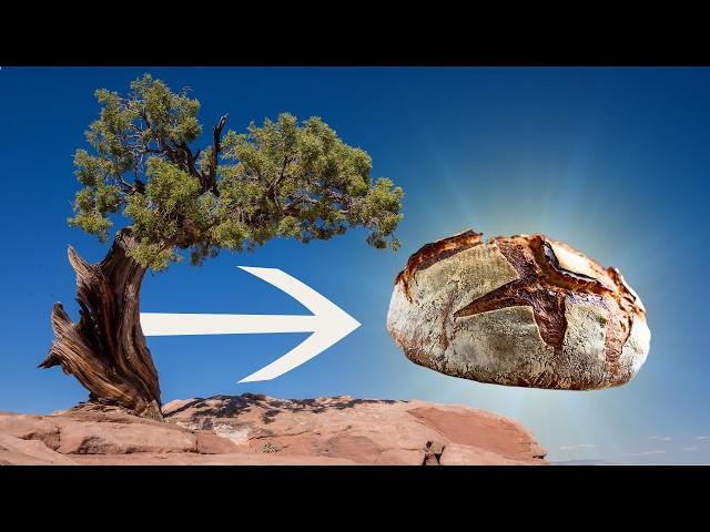 Does this tree hold the secret to perfect sourdough bread? | Justinthetrees Tree Map