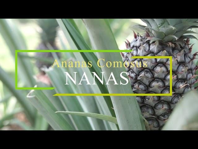 Agropedia - Nanas