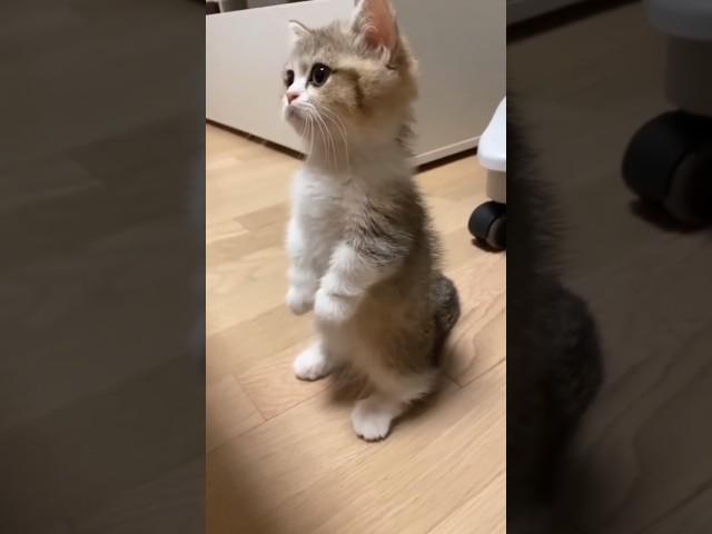 Cat videos cute kittens 