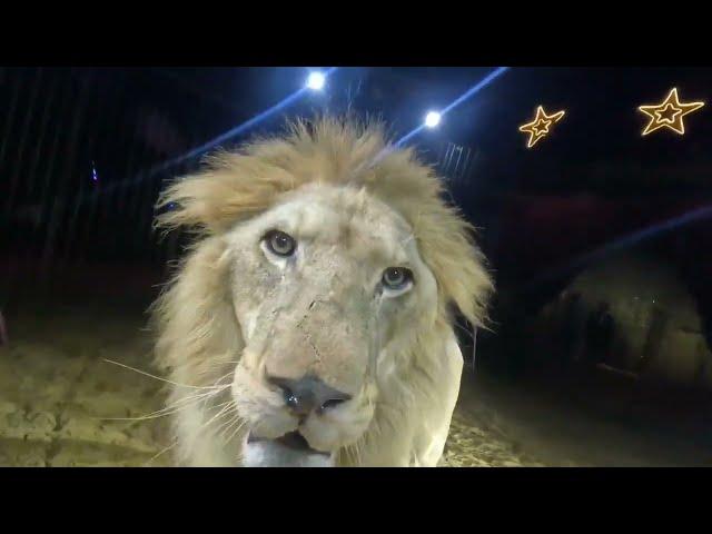Dentro la gabbia di tigri e leoni di Perla Bortolussi al Circo Città di Roma in Algeria