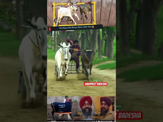 Ox Race  wins //Village isapur landa // 22:22 #sidhumoosewala #oxlover #punjab