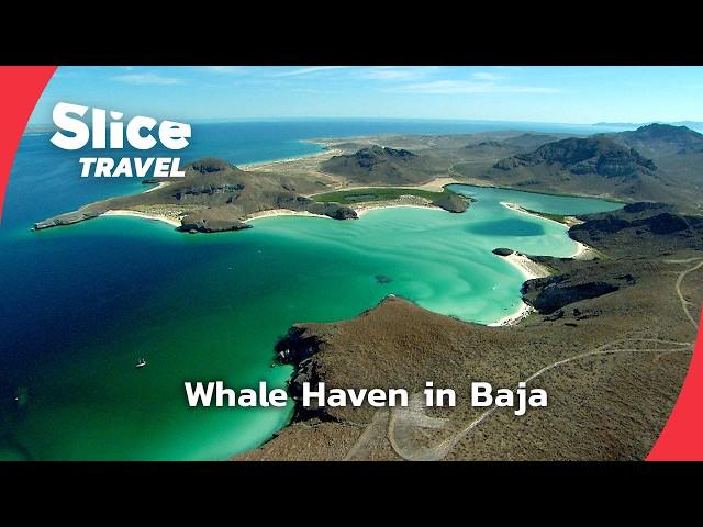 Baja California: A Sanctuary for Grey Whales | SLICE TRAVEL | FULL DOC