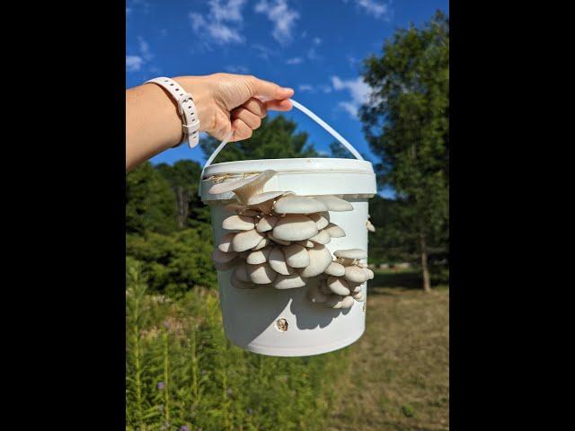 Grow Mushrooms out of Buckets using the Bucket Tech! Quick Tutorial!