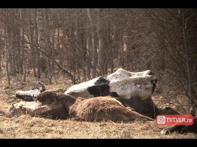 Адское животноводство в тверской глубинке