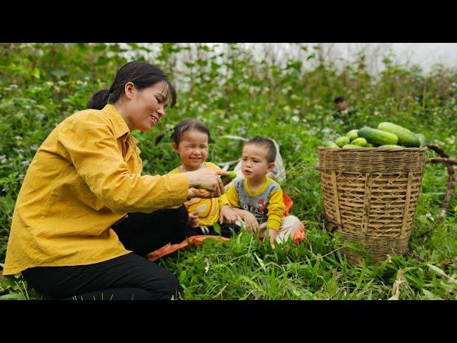 Exciting Moments: Harvesting Cucumbers and Completing the Bathroom | Lý Thị Thơm