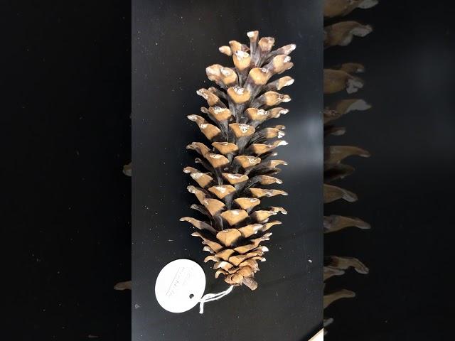 Pinus monticola (western white pine)