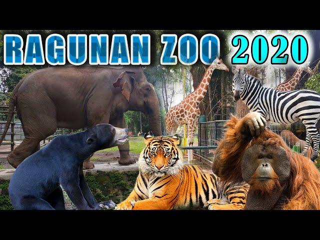 Taman Margasatwa RAGUNAN | Jaksel New 2020