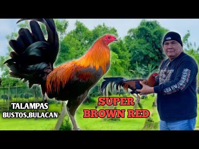 SUPER BROWN RED - L.A GAMEFARM - QUALITY GAMEFOWL IN THE PHILIPPINES...