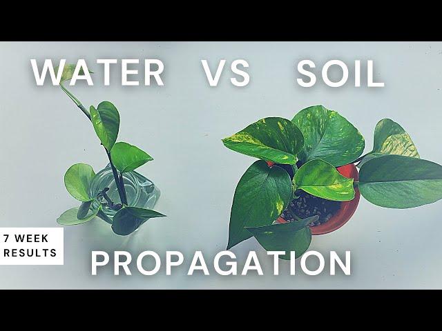 Water vs Soil Propagation: 7 Week Comparison with Pothos | Should I propagate in water or soil?