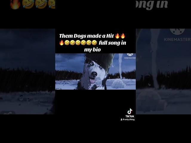 Dem dogs made a hit record  #funnyvideo  #dogs #kai #adinross #rap