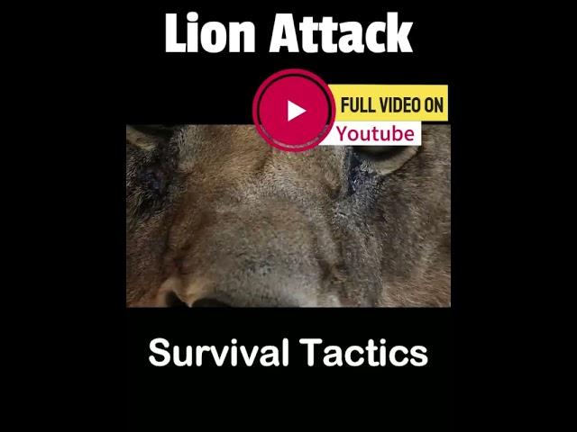 Survive Lion Attack #lion #lionencounter #lionlover #lions #lionattack #survive #survivethekiller