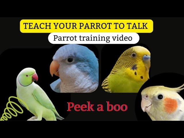 Teach Your Parrot to Talk | Peeka boo | Parrot Teaching Video | Quaker Parrot Talking