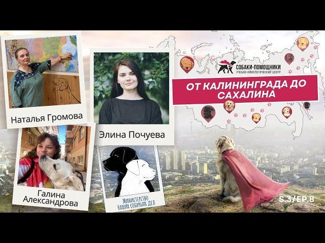 Кто следит за собаками-поводырями?