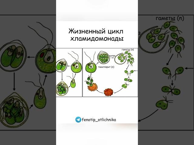 Жизненный цикл хламидомонады #биология #ОГЭ #ЕГЭ #размножение #жизненныйцикл #репетиторегэ #экзамен