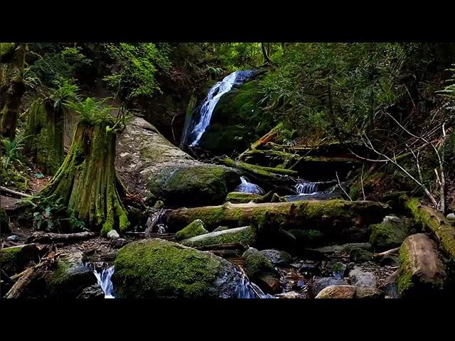 Live ontspannende natuurgeluiden slapen, vogels, water, bos, wind