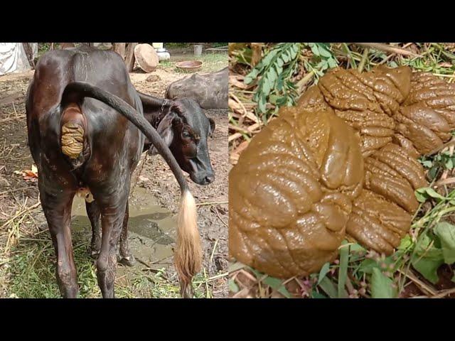 Village Buffalo And Cow Pooping Video | Cow Dung Video | Safar Gav Ka