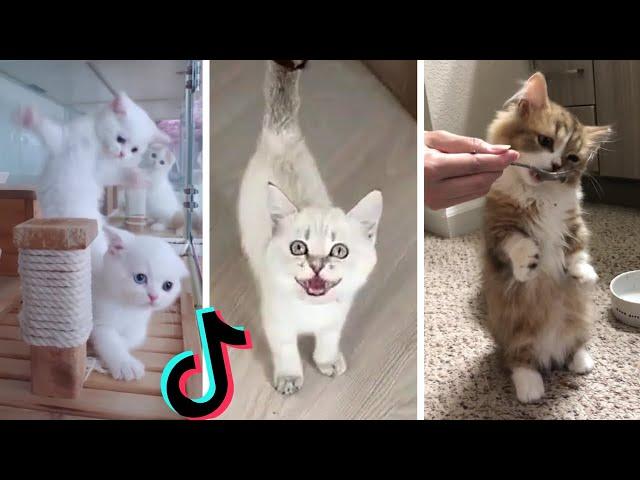 Funny Kittens of TikTok ~ Cutest Kittens Compilation!