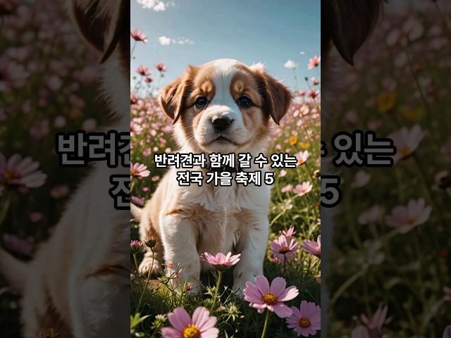 반려견 동반 가능 전국 가을 축제 5 #강아지 #dog