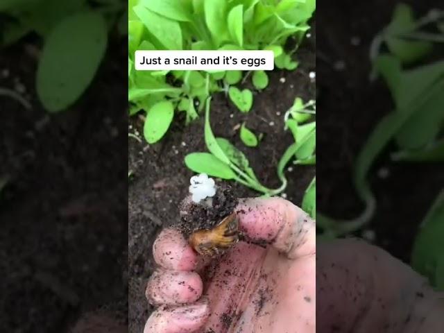 This one was hiding under the leaves #snail #snaileggs #novicegardener #southernhemispheregardening