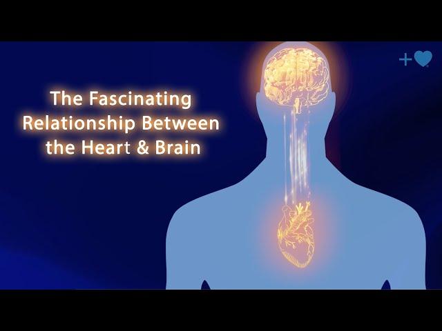 The Fascinating Relationship Between the Heart and Brain