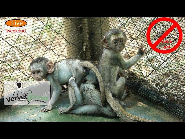 Baby monkeys kept as pets, will foster moms want them