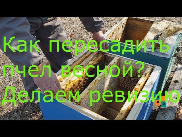 Как и когда пересаживать пчел? Ревизия пчел весной.